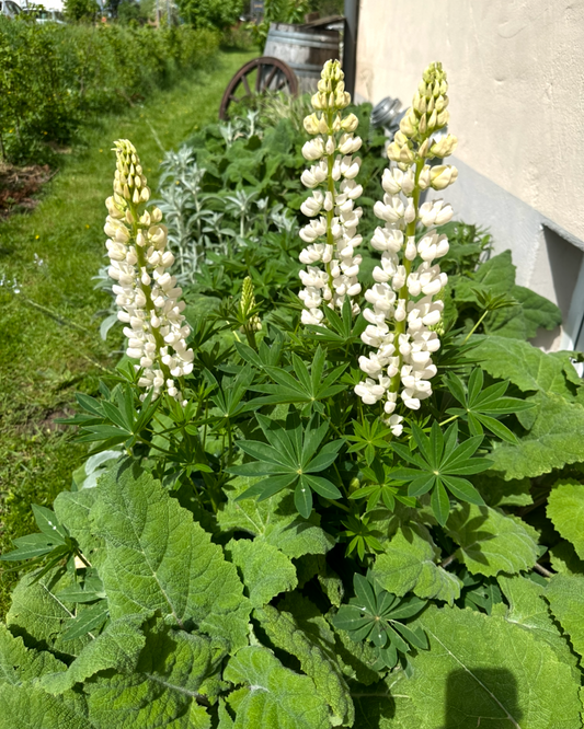 Weiße Lupine (Lupinus albus) – Weiße Prachtstaude