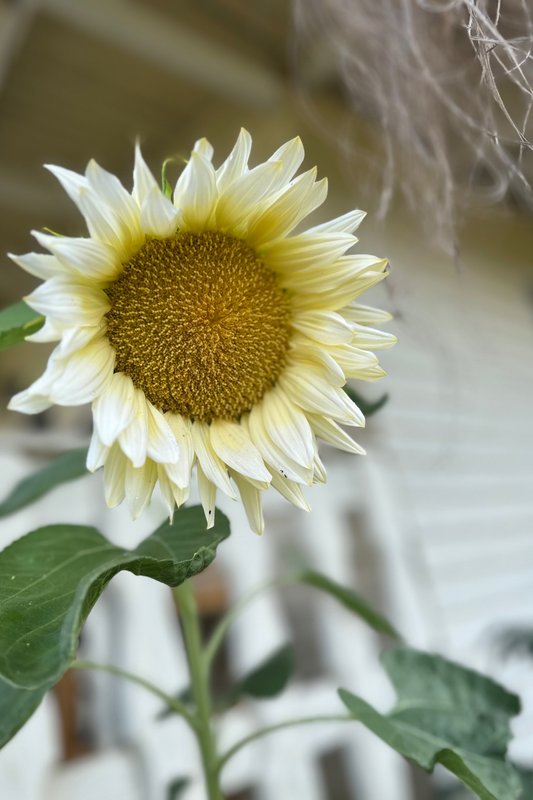 Sonnenblumen-Mix – fröhliche Blütenvielfalt in verschiedenen Farbtönen