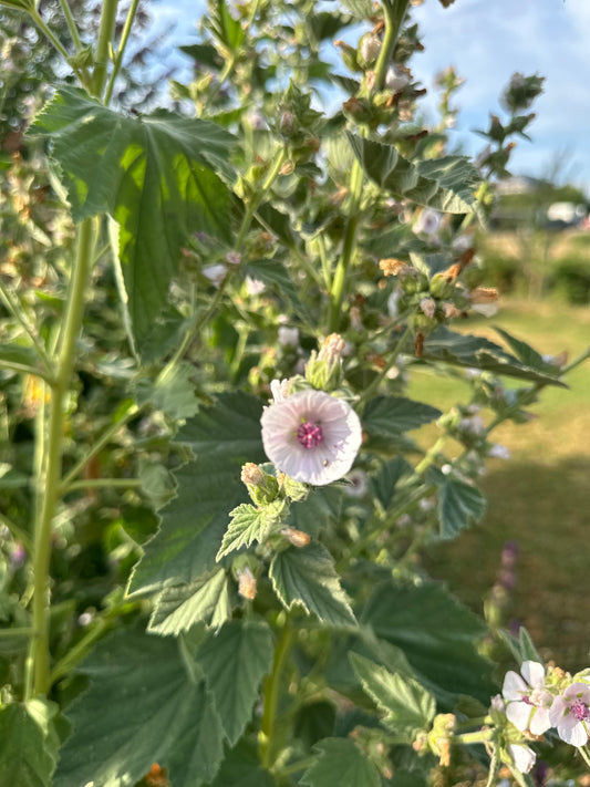 Echter Eibisch-Saatgut – Althaea officinalis