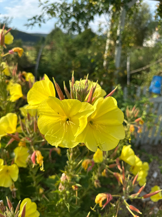 Nachtkerze (Oenothera biennis) – Leuchtende Schönheit der Nacht