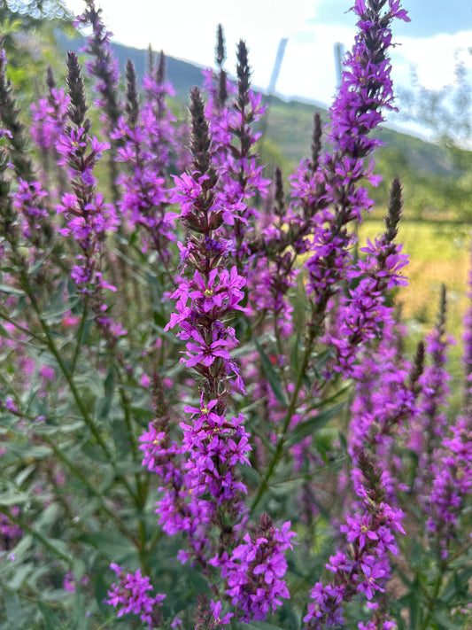 Blutweiderich (Lythrum salicaria) – Zierde & Insektenmagnet