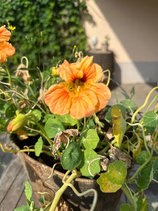 Kapuzinerkresse (Tropaeolum majus) - Pflegeleichte Sommerblume