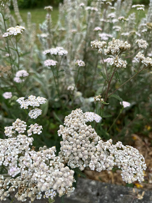 Schafgarbe-Saatgut – Achillea millefolium