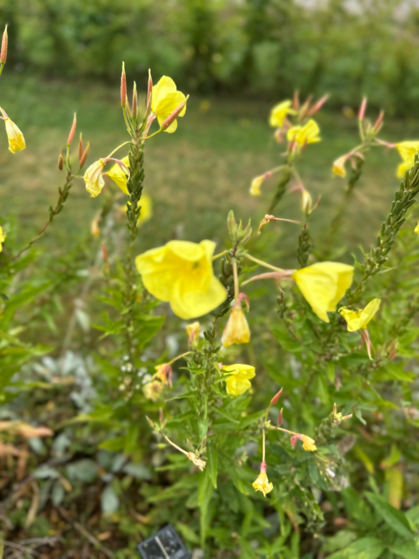 Nachtkerze (Oenothera biennis) – Leuchtende Schönheit der Nacht